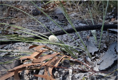 APII jpeg image of Lomandra leucocephala subsp. leucocephala  © contact APII