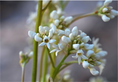 APII jpeg image of Conospermum sphacelatum  © contact APII