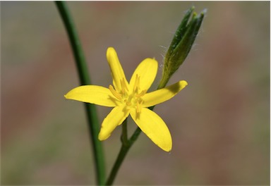 APII jpeg image of Hypoxis hygrometrica var. villosisepala  © contact APII