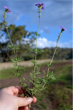 APII jpeg image of Glandularia aristigera  © contact APII