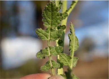 APII jpeg image of Brassica tournefortii  © contact APII