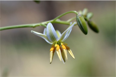 APII jpeg image of Dianella nervosa  © contact APII
