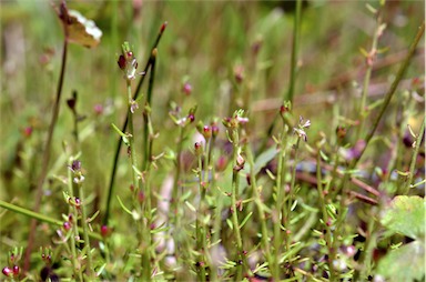 APII jpeg image of Myriophyllum striatum  © contact APII