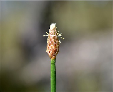 APII jpeg image of Eleocharis cylindrostachys  © contact APII