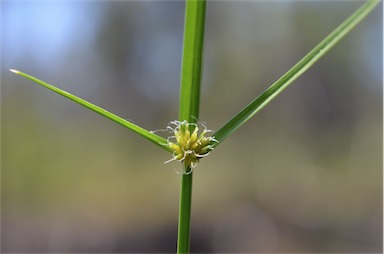 APII jpeg image of Cyperus brevifolius  © contact APII