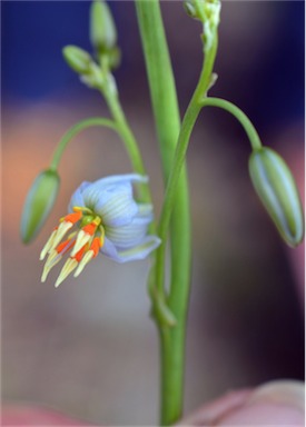 APII jpeg image of Dianella longifolia  © contact APII