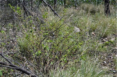 APII jpeg image of Grewia latifolia  © contact APII