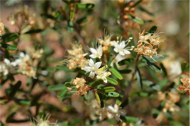 APII jpeg image of Phebalium squamulosum subsp. gracile  © contact APII