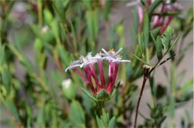 APII jpeg image of Pimelea linifolia subsp. linifolia  © contact APII