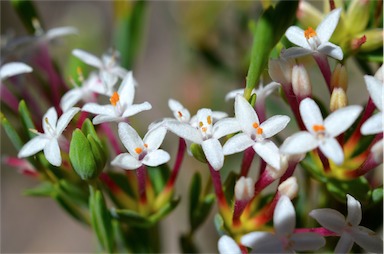 APII jpeg image of Pimelea linifolia subsp. linifolia  © contact APII