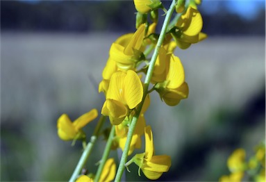 APII jpeg image of Crotalaria medicaginea var. neglecta  © contact APII