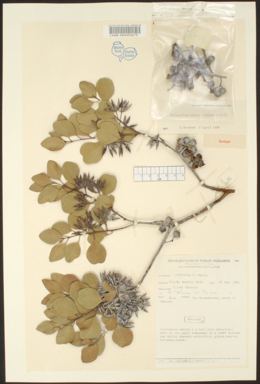 APII jpeg image of Eucalyptus elaeophloia,<br/>Eucalyptus educta  © contact APII