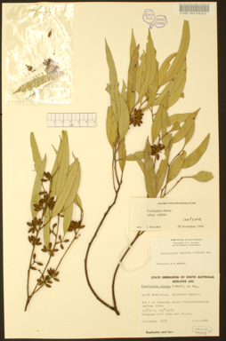 APII jpeg image of Eucalyptus oleosa subsp. oleosa  © contact APII