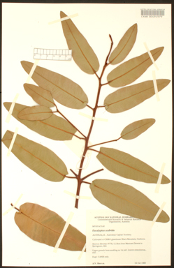 APII jpeg image of Eucalyptus scabrida  © contact APII