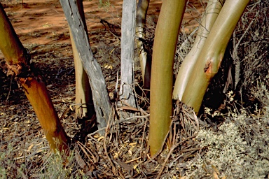 APII jpeg image of Eucalyptus loxophleba subsp. lissophloia  © contact APII