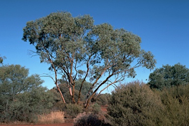 APII jpeg image of Eucalyptus lucasii  © contact APII