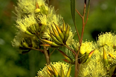 APII jpeg image of Eucalyptus melanophitra  © contact APII