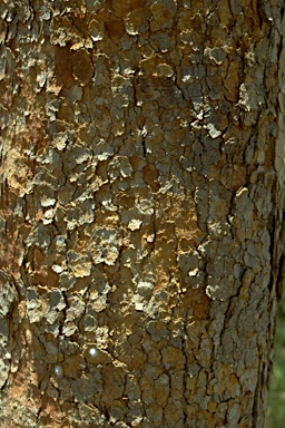 APII jpeg image of Corymbia papyrophloia  © contact APII