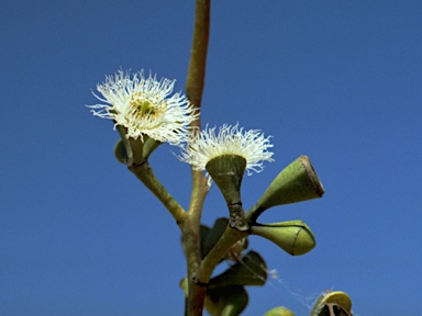 APII jpeg image of Eucalyptus petraea  © contact APII