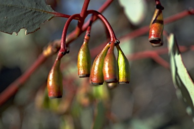 APII jpeg image of Eucalyptus pimpiniana  © contact APII