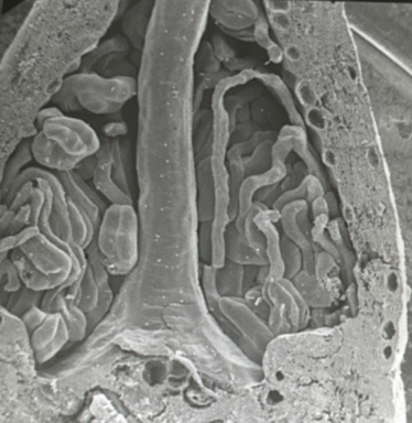 APII jpeg image of Eucalyptus parramattensis  © contact APII