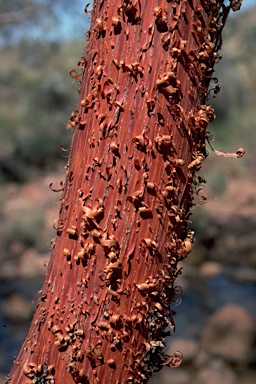 APII jpeg image of Acacia cyperophylla  © contact APII