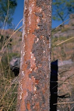 APII jpeg image of Corymbia dichromophloia  © contact APII