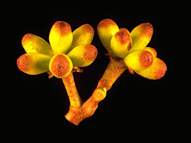APII jpeg image of Corymbia abergiana  © contact APII