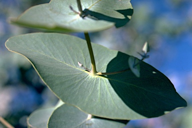 APII jpeg image of Eucalyptus gamophylla  © contact APII