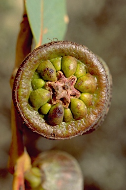 APII jpeg image of Eucalyptus preissiana subsp. lobata  © contact APII