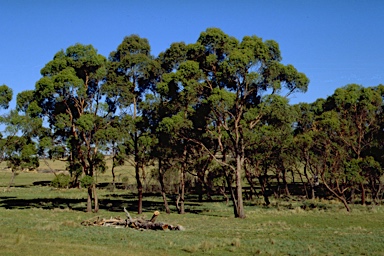 APII jpeg image of Eucalyptus aggregata  © contact APII