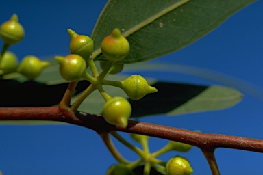 APII jpeg image of Eucalyptus camaldulensis subsp. camaldulensis  © contact APII