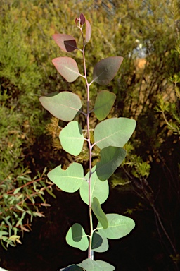 APII jpeg image of Eucalyptus dealbata  © contact APII