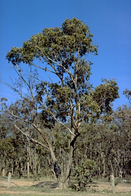 APII jpeg image of Eucalyptus goniocalyx  © contact APII