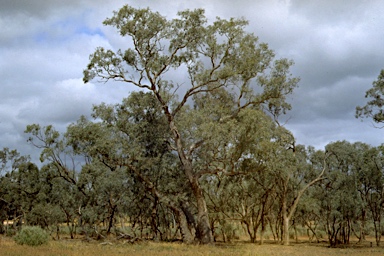 APII jpeg image of Eucalyptus intertexta  © contact APII