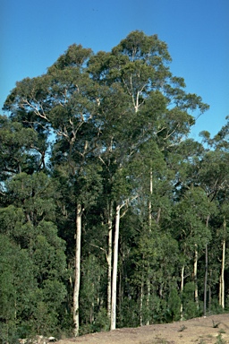 APII jpeg image of Eucalyptus maculata  © contact APII