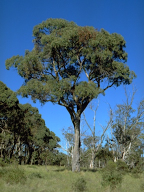 APII jpeg image of Eucalyptus radiata subsp. sejuncta  © contact APII