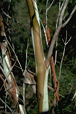 APII jpeg image of Eucalyptus recurva  © contact APII