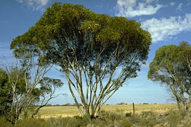 APII jpeg image of Eucalyptus rugosa  © contact APII