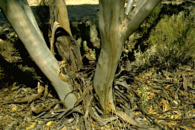 APII jpeg image of Eucalyptus rugosa  © contact APII