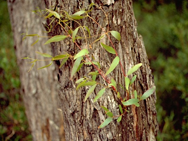 APII jpeg image of Eucalyptus splendens subsp. splendens  © contact APII