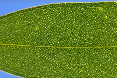 APII jpeg image of Eucalyptus largiflorens  © contact APII