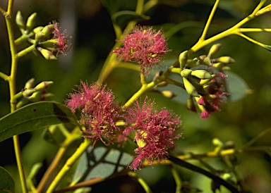 APII jpeg image of Eucalyptus albopurpurea  © contact APII