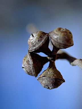 APII jpeg image of Eucalyptus macrorhyncha subsp. cannonii  © contact APII