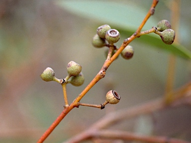 APII jpeg image of Eucalyptus rossii  © contact APII