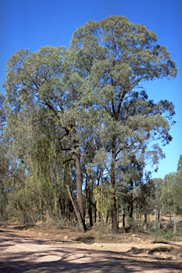 APII jpeg image of Eucalyptus sideroxylon  © contact APII