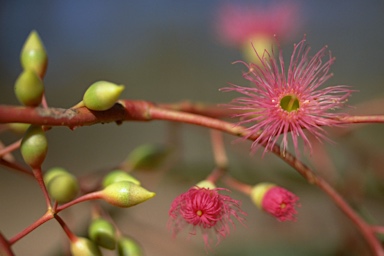 APII jpeg image of Eucalyptus sideroxylon  © contact APII