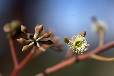 APII jpeg image of Eucalyptus macrorhyncha subsp. macrorhyncha  © contact APII