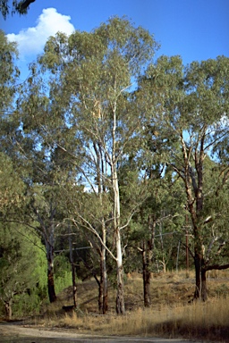 APII jpeg image of Eucalyptus nobilis  © contact APII