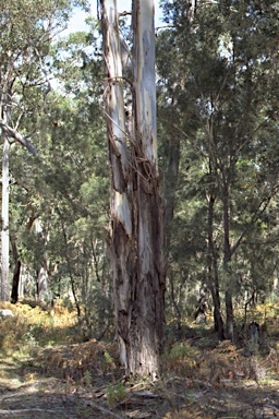 APII jpeg image of Eucalyptus deanei  © contact APII